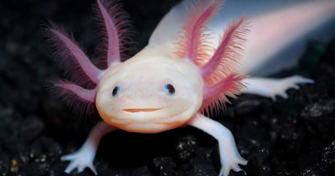 Nature Trivia Question: Which fact about axolotls is true?