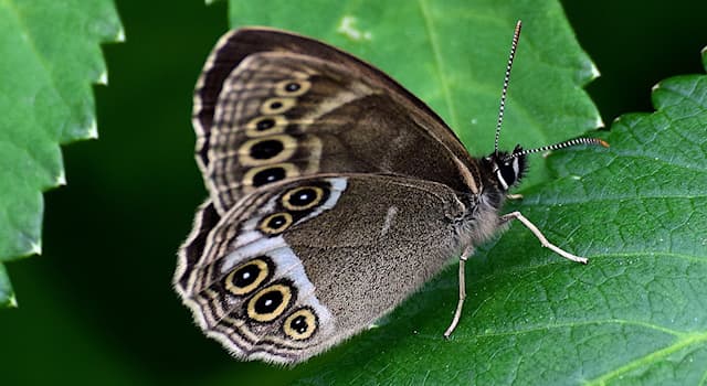 Nature Trivia Question: The Bacchante is a species of which animal?