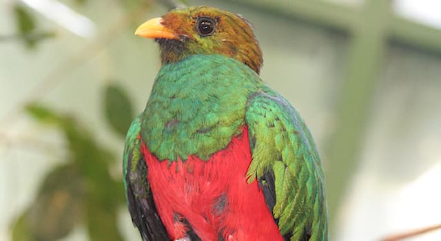 Natur Triviafråga: Namnet Quetzal syftar på flera arter av vad?