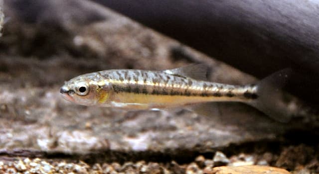 Natuur Trivia Vraag: Wat is een elrits?