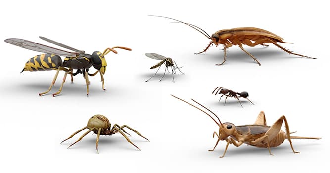 Cultura Pregunta Trivia: ¿Qué significa la palabra "insecto", derivada del latín "insecare"?