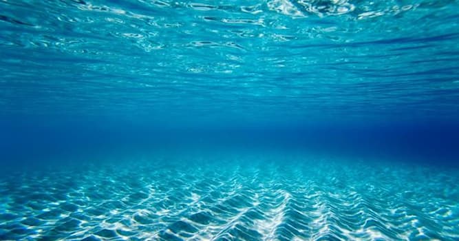 Природа Вопрос: Самые шумные существа в океане - это...?