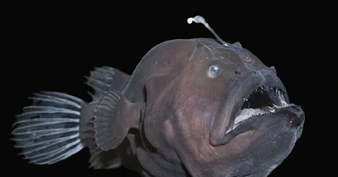 Природа Вопрос: У какой рыбы есть фонарик на голове?