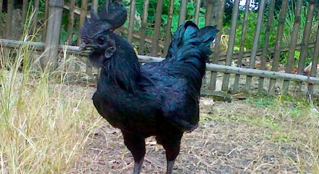 Общество Вопрос: В каком государстве вывели породу чёрных куриц?