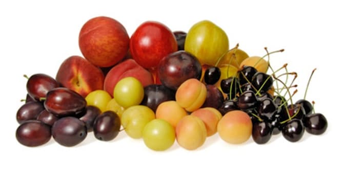 Doğa Trivia Sorusu: Ne Yiyebiliriz?