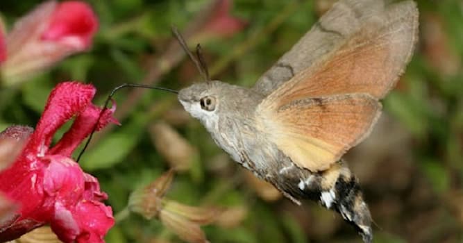 Natuur Trivia Vraag: Wat voor beestje zie je hier vliegen?