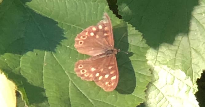 Natuur Trivia Vraag: Welk dier is geen insect?