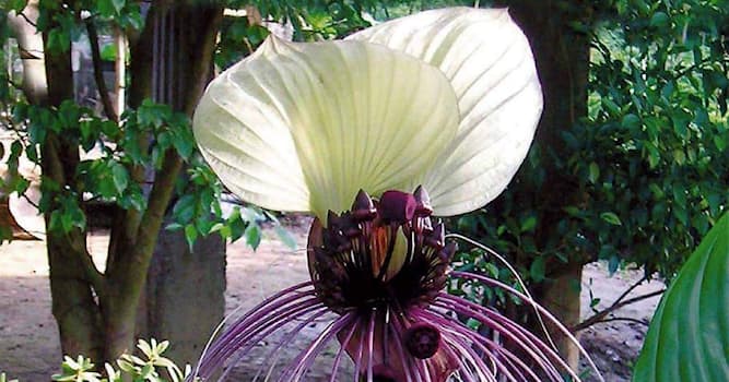 Nature Trivia Question: What is the name of the exotic flower pictured?
