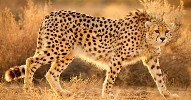 Natuur Trivia Vraag: Op welk continent leeft de cheeta voornamelijk?
