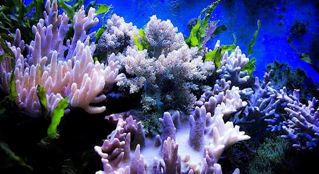 География Вопрос: Как называется крупнейший в мире коралловый риф?