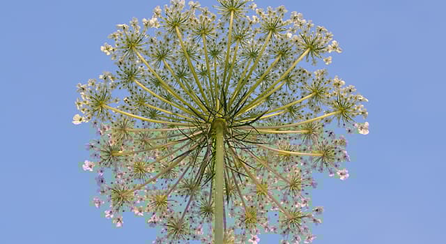 Doğa Trivia Sorusu: "Dolde" terimi hangi alana aittir?