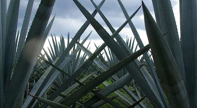 Nature Question: La monocarpie affecte quoi ?