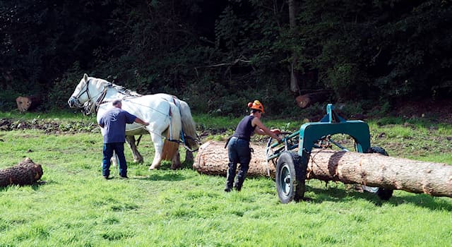 Kultur Triviafråga: Vad innebär transport vid skogsavverkning?