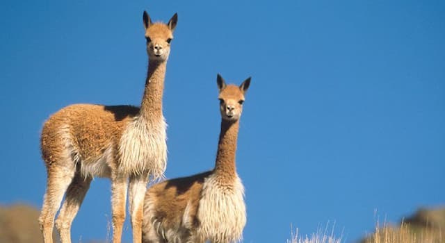 Nature Trivia Question: Llamas communicate with a variety of sounds. What does this sound like to a human’s ear?