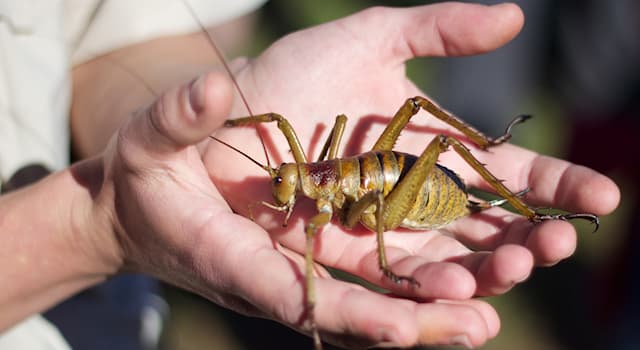Nature Trivia Question: One of the largest insects in the world, the giant weta, is native to which country?