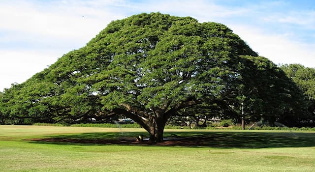 Naturaleza Pregunta Trivia: ¿Qué parte del árbol de Andiroba es la más utilizada?