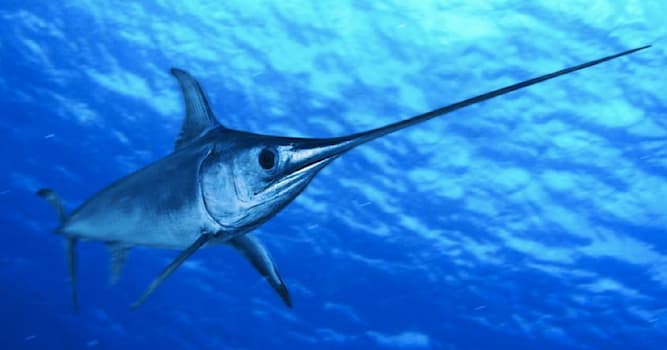 Natuur Trivia Vraag: Welke van deze vissen onderscheidt zich door zijn rostrum?