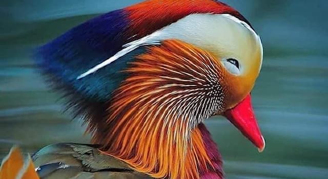 Nature Trivia Question: The Chinese refer to Mandarin duck pictured as... what?