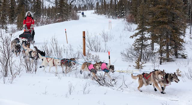 Sport Wissensfrage: In welchem Jahr wurde das erste Langstrecken-Schlittenhunderennen "Yukon Quest" ausgetragen?
