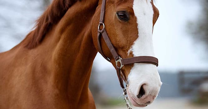 Doğa Trivia Sorusu: Atlarda 'Nüstern' ne anlama gelir?