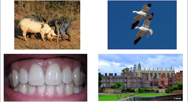 Nature Trivia Question: What is meant by the word "whiffling"?