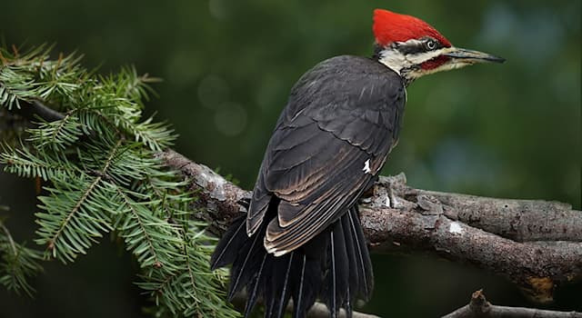Nature Trivia Question: Which species of woodpecker is pictured?