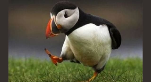 Nature Trivia Question: What type of puffin is pictured below?