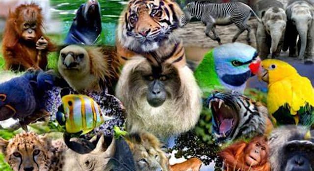 Nature Trivia Question: Which animal species comprises one fifth of all the mammals on earth?