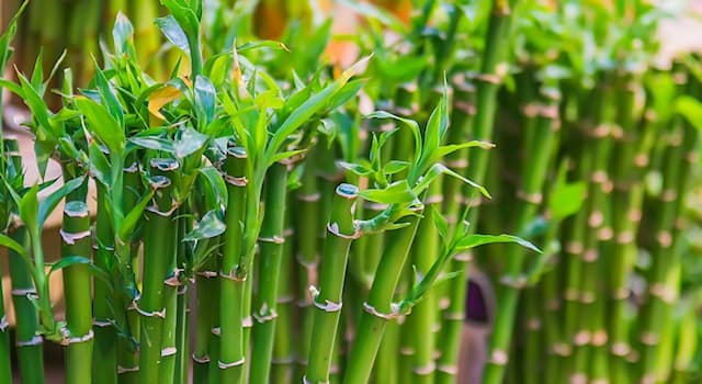 Nature Trivia Question: Which bamboo is not a "true bamboo"?