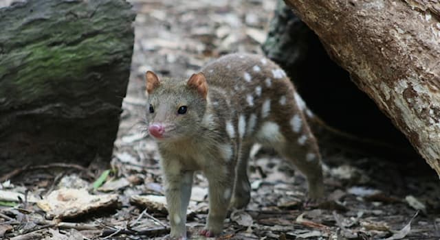 Nature Trivia Question: Which continent is the tiger cat or tiger quoll native to?