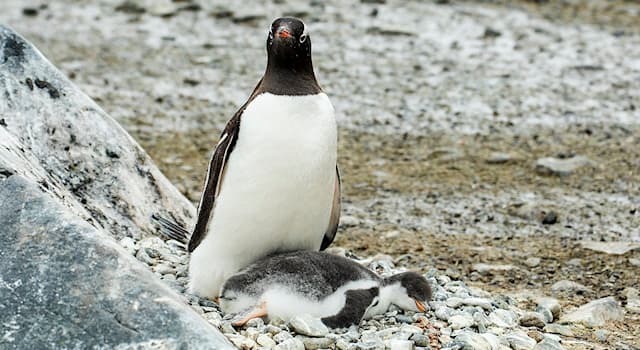 Nature Trivia Question: Which is the only penguin species that breeds during the extreme Antarctic winter?