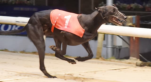 Sport Trivia Question: Which greyhound broke the record of 32 consecutive wins in the Racing Post Challenge at Brighton, England?