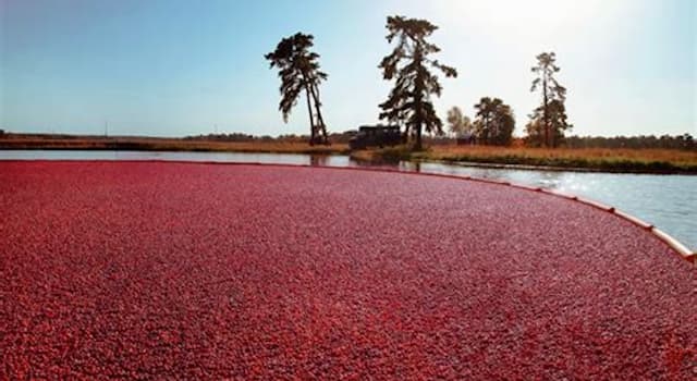 Nature Trivia Question: Why are cranberries usually grown in boggy areas?