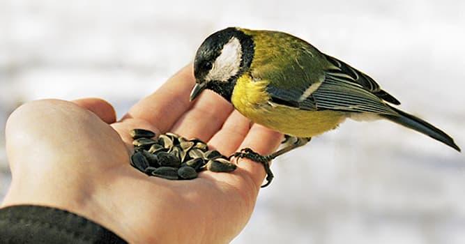 Природа Вопрос: Чем нельзя кормить птиц?