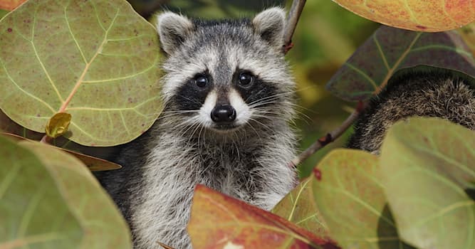Nature Trivia Question: What do raccoons eat in the wild?