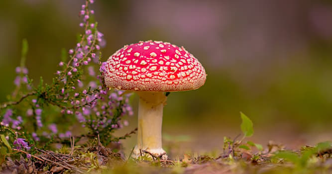 Природа Вопрос: Что из перечисленного не является названием гриба?