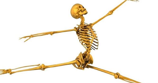 Наука Вопрос: Что необходимо человеку для укрепления костей?