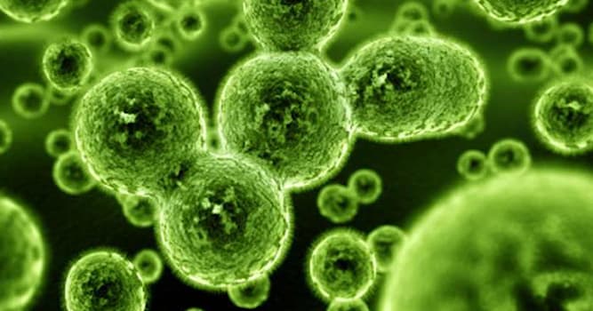 Наука Вопрос: Что такое хемосинтез?