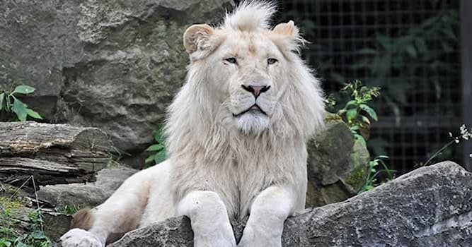 Природа Вопрос: Что влияет на окрас у белых львов?