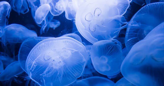 Природа Вопрос: Чем питаются медузы?