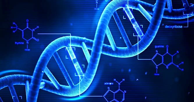 nauka Pytanie-Ciekawostka: Co oznacza nazwa DNA?