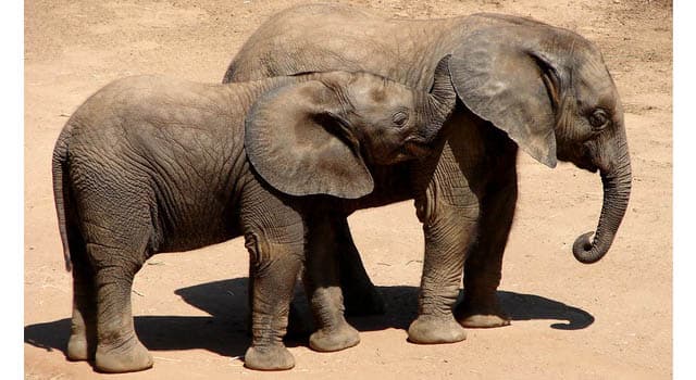 Naturaleza Pregunta Trivia: ¿Cómo se llama el sonido que hace el elefante?