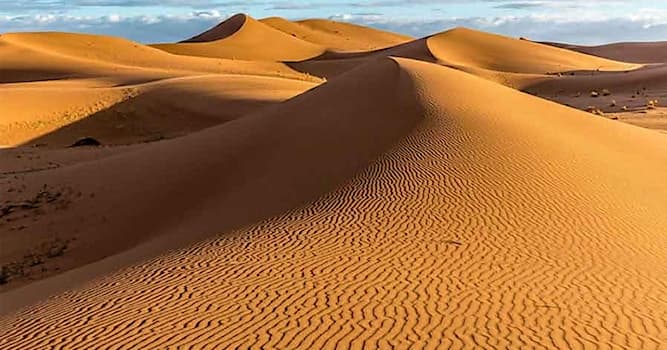 natura Pytanie-Ciekawostka: Jaka roślina z kolcami rośnie na pustyni?