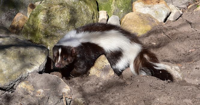 natura Pytanie-Ciekawostka: Gdzie żyją skunksy?