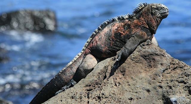 Nature Trivia Question: How do marine iguanas get rid of excess salt?