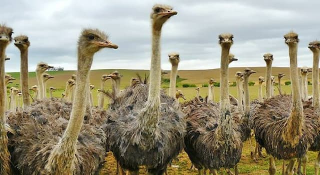 Nature Trivia Question: How many stomachs does an ostrich have?