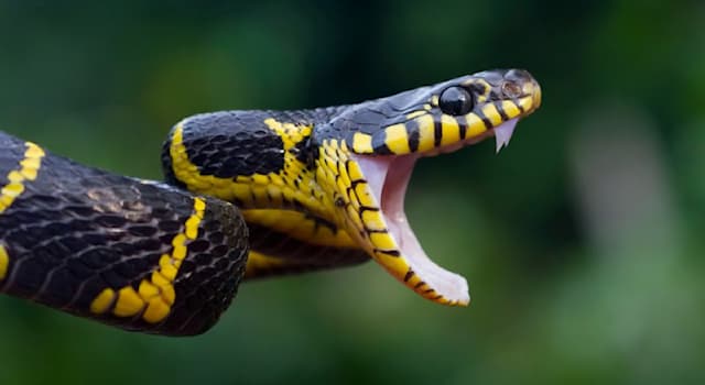 History Trivia Question: In Greek mythology, where did the serpent Python live, believed to be the location of the center of the earth?