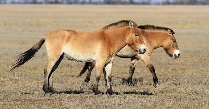 natura Pytanie-Ciekawostka: Jak nazywa się ostatni żyjący na świecie gatunek dzikiego (nie zdziczałego) konia?