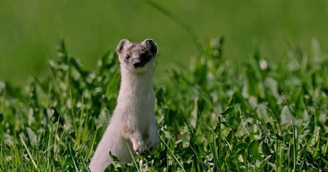 natura Pytanie-Ciekawostka: Które zwierzę jest na obrazku?