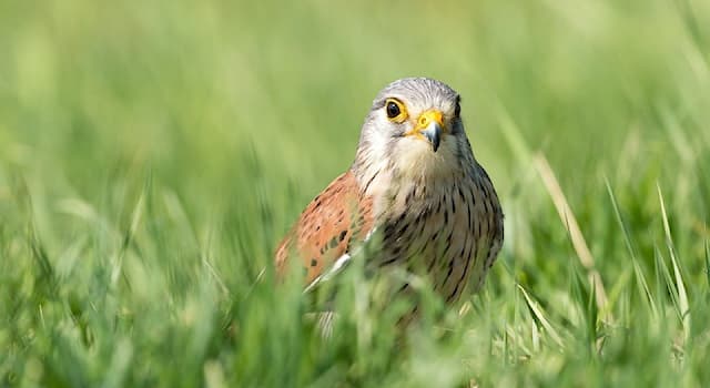 Nature Trivia Question: Kestrel belongs to which the following families?